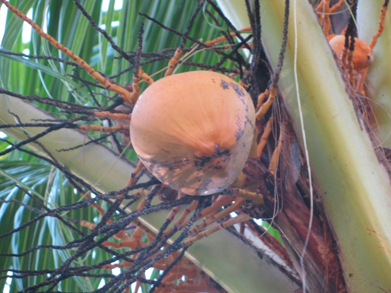 Dominican Republic 251.jpg